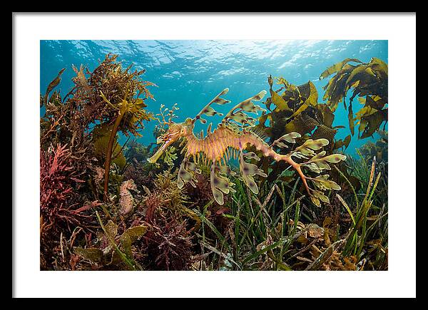 Leafy Sea Dragon In Motion