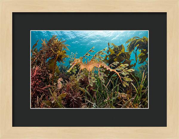 Leafy Sea Dragon In Motion