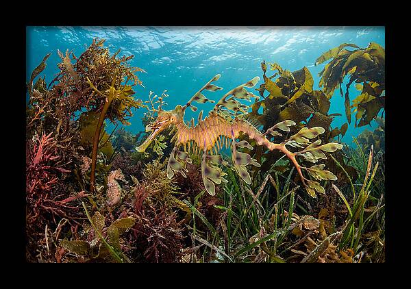 Leafy Sea Dragon In Motion