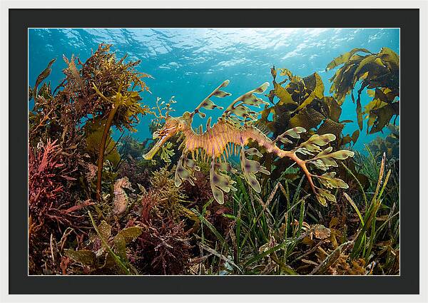 Leafy Sea Dragon In Motion