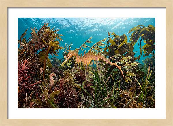 Leafy Sea Dragon In Motion