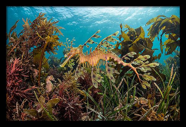 Leafy Sea Dragon In Motion