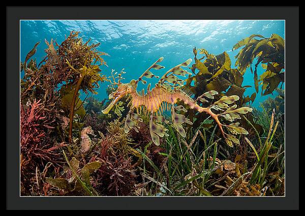 Leafy Sea Dragon In Motion