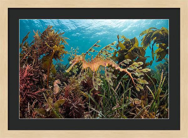 Leafy Sea Dragon In Motion