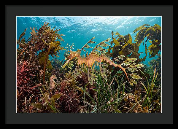 Leafy Sea Dragon In Motion