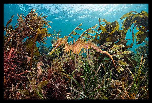Leafy Sea Dragon In Motion