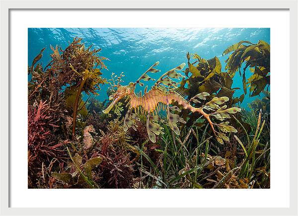 Leafy Sea Dragon In Motion