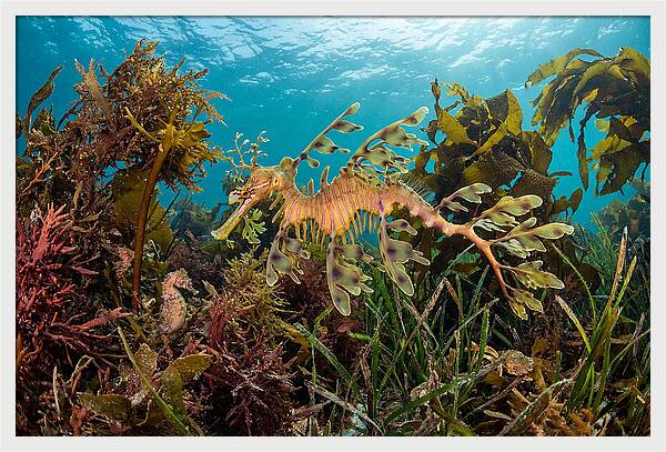 Leafy Sea Dragon In Motion