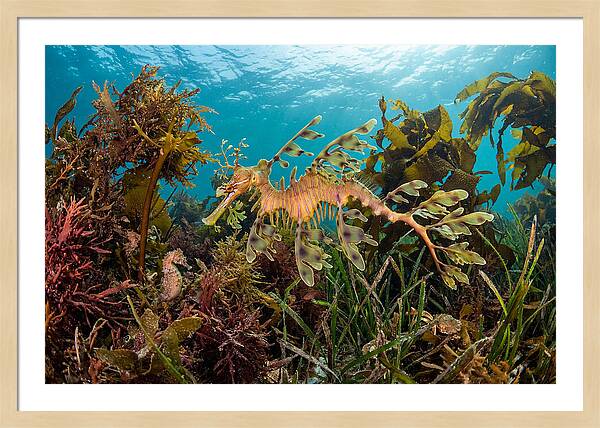 Leafy Sea Dragon In Motion