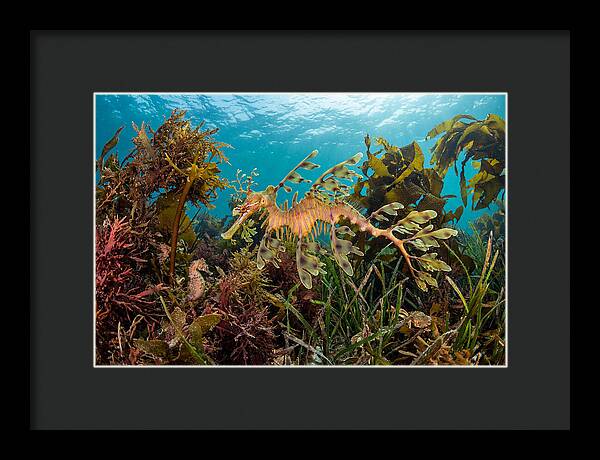 Leafy Sea Dragon In Motion