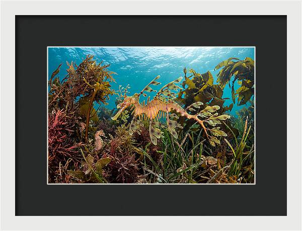 Leafy Sea Dragon In Motion