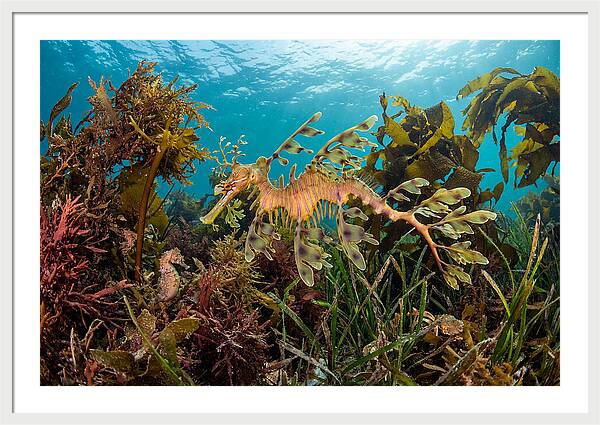 Leafy Sea Dragon In Motion