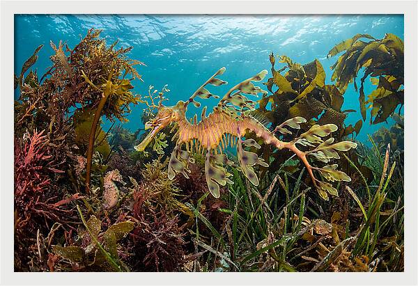 Leafy Sea Dragon In Motion