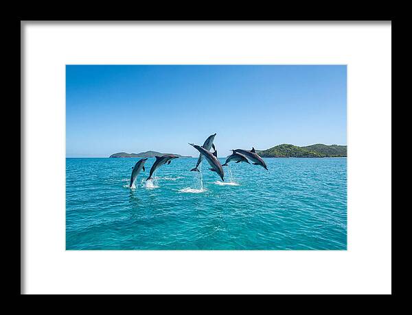 Leaping Spinner Dolphins