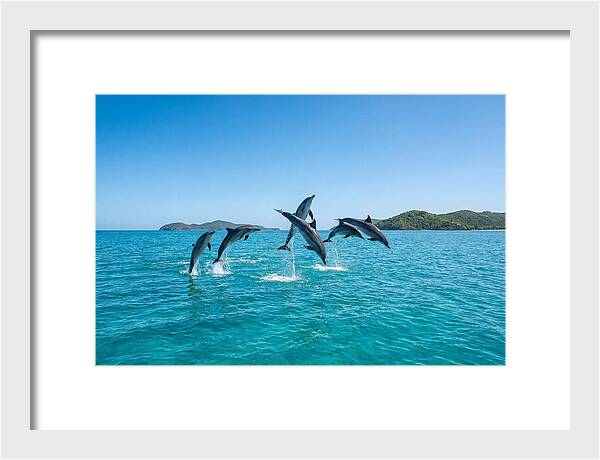 Leaping Spinner Dolphins