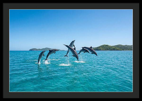 Leaping Spinner Dolphins