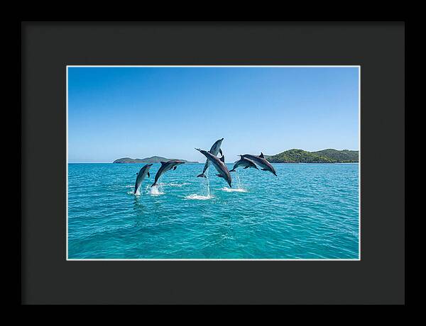Leaping Spinner Dolphins
