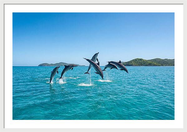 Leaping Spinner Dolphins
