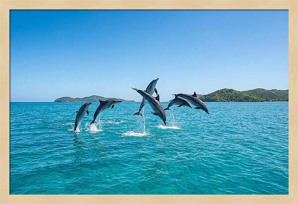 Leaping Spinner Dolphins