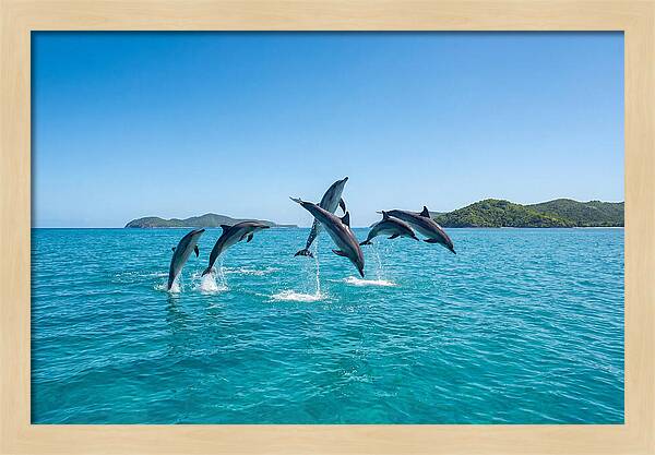 Leaping Spinner Dolphins