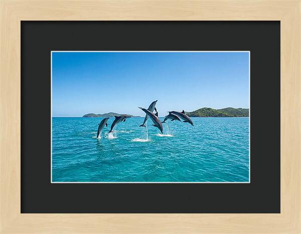 Leaping Spinner Dolphins