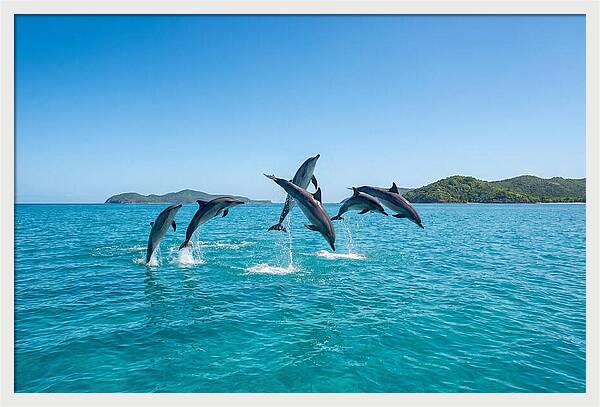 Leaping Spinner Dolphins
