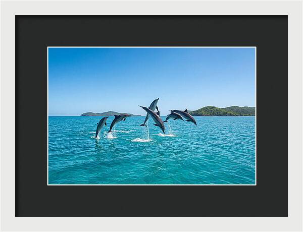 Leaping Spinner Dolphins