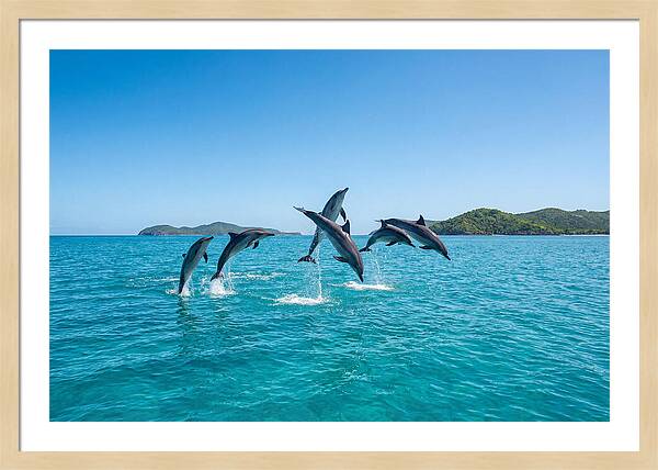 Leaping Spinner Dolphins