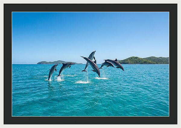 Leaping Spinner Dolphins