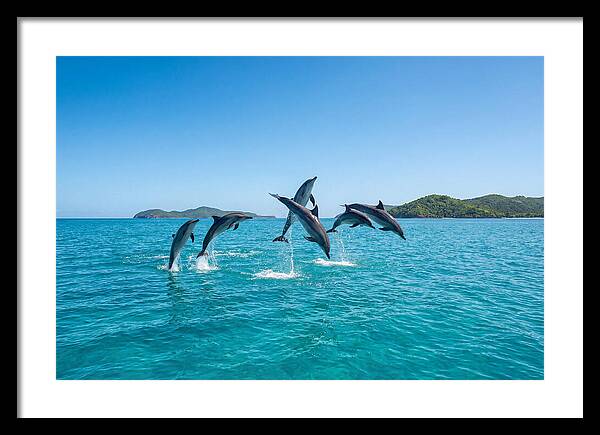 Leaping Spinner Dolphins
