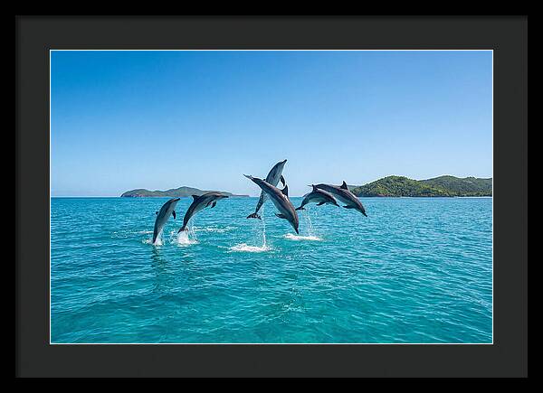 Leaping Spinner Dolphins