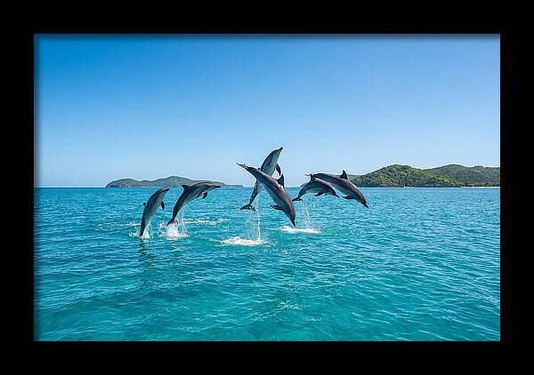 Leaping Spinner Dolphins
