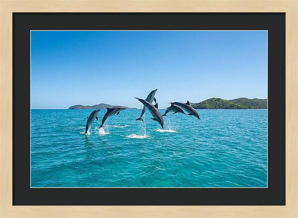 Leaping Spinner Dolphins