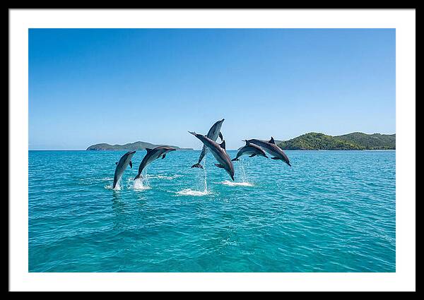 Leaping Spinner Dolphins