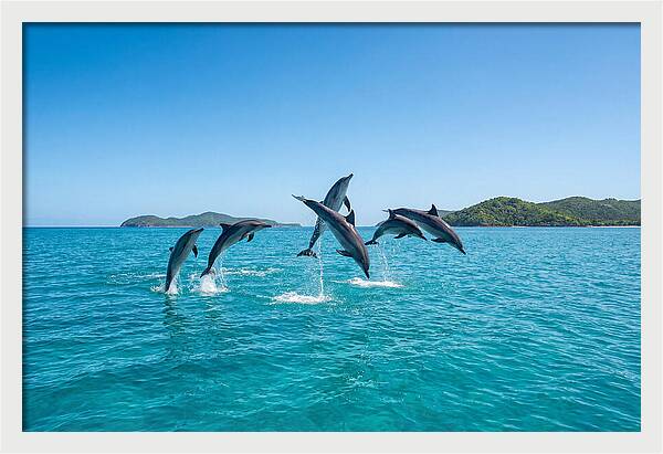 Leaping Spinner Dolphins