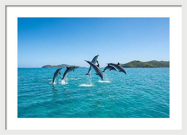 Leaping Spinner Dolphins