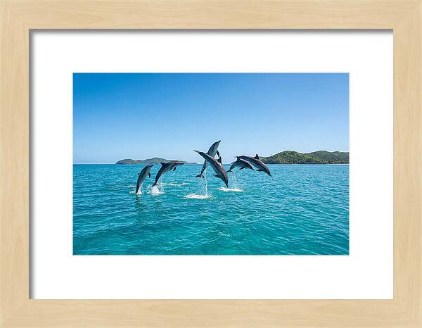 Leaping Spinner Dolphins