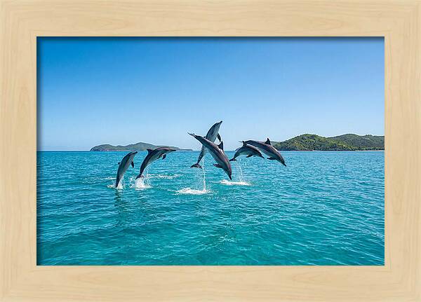 Leaping Spinner Dolphins