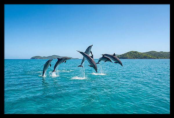 Leaping Spinner Dolphins