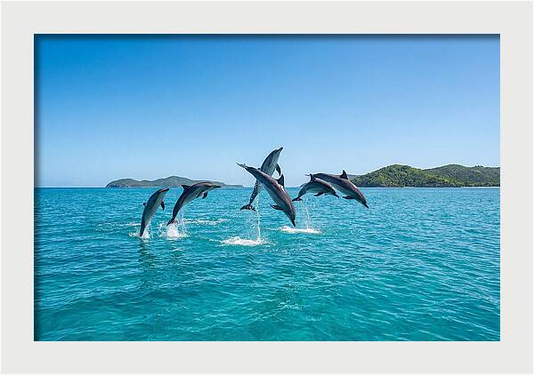 Leaping Spinner Dolphins