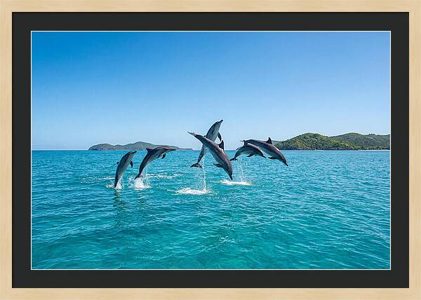 Leaping Spinner Dolphins