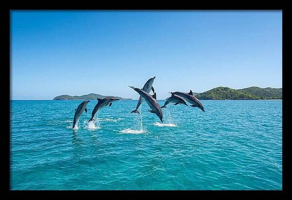 Leaping Spinner Dolphins