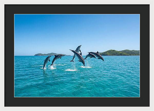 Leaping Spinner Dolphins