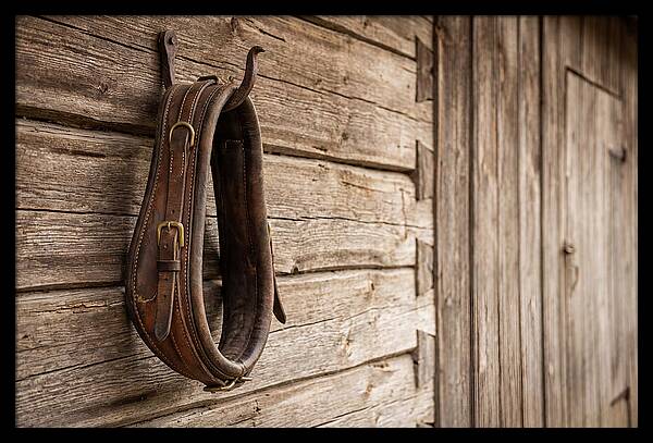 Leather Horse Collar Hanging On Barn Wall