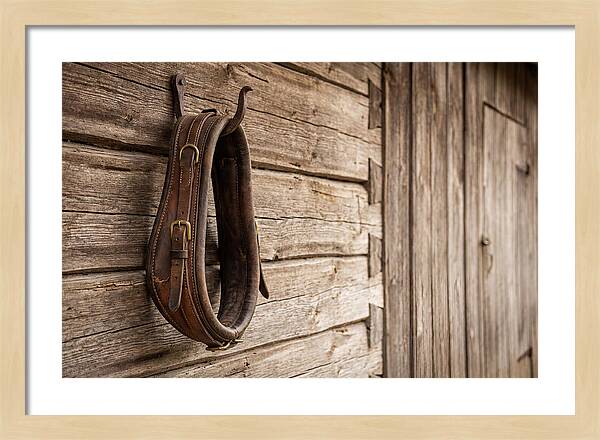 Leather Horse Collar Hanging On Barn Wall