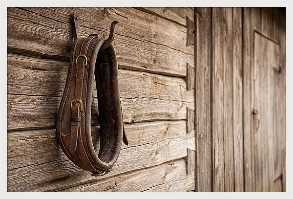 Leather Horse Collar Hanging On Barn Wall