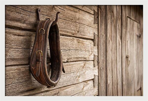 Leather Horse Collar Hanging On Barn Wall