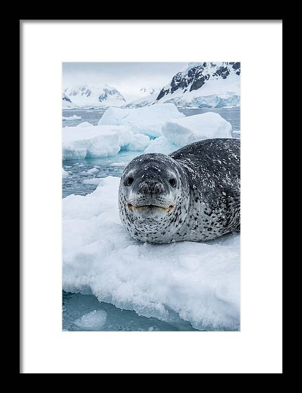 Leopard Seal On Antarctic Ice