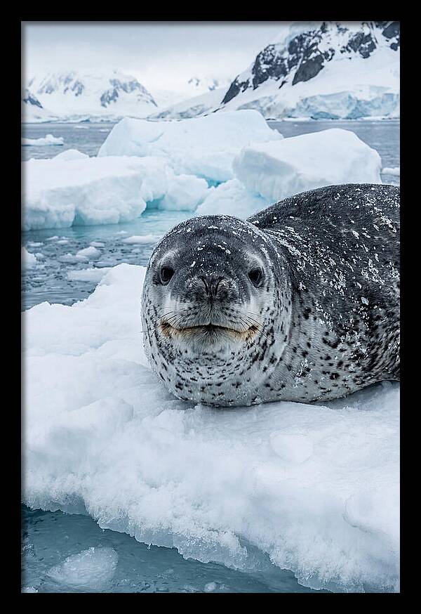 Leopard Seal On Antarctic Ice