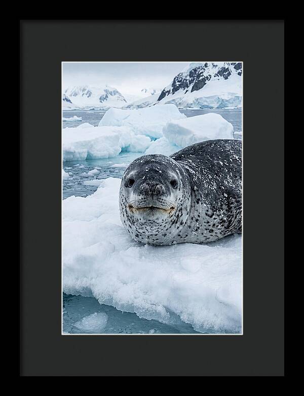 Leopard Seal On Antarctic Ice